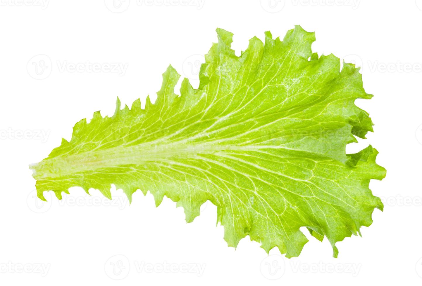 frisches grünes Blatt Blattsalat isoliert auf weiss foto