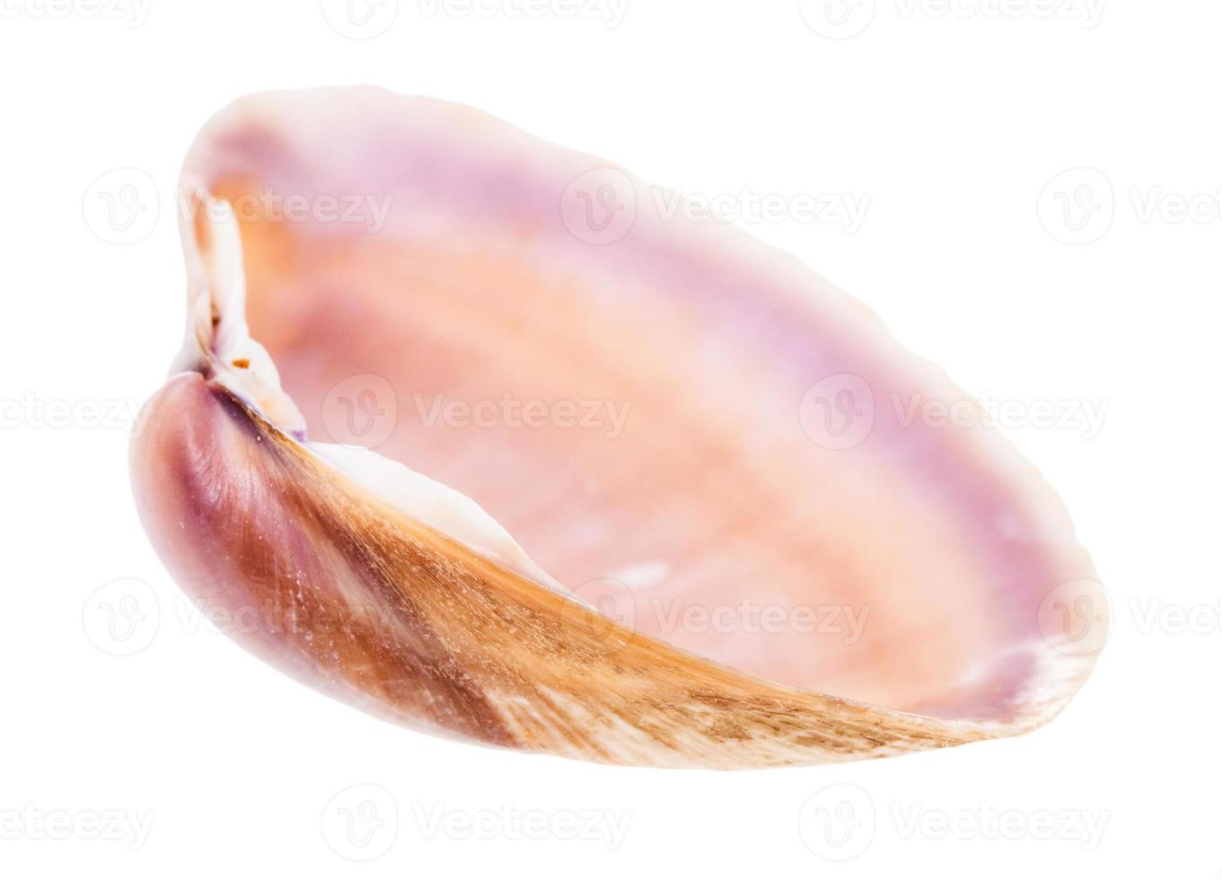 leere braune und violette Muschelschale isoliert foto