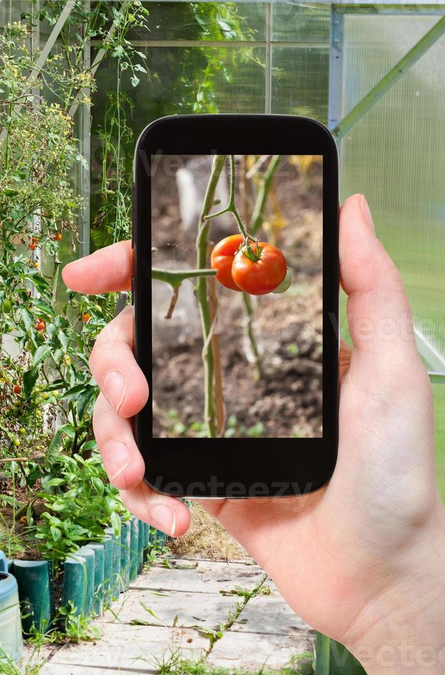 Touristenfotos von Gewächshäusern mit Tomaten foto