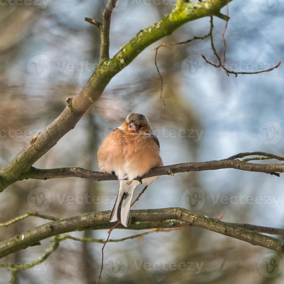 Einzelner Buchfink auf einem Baum im Winter foto
