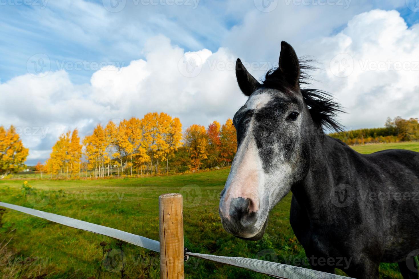 schöner herbsttag im herbst. foto