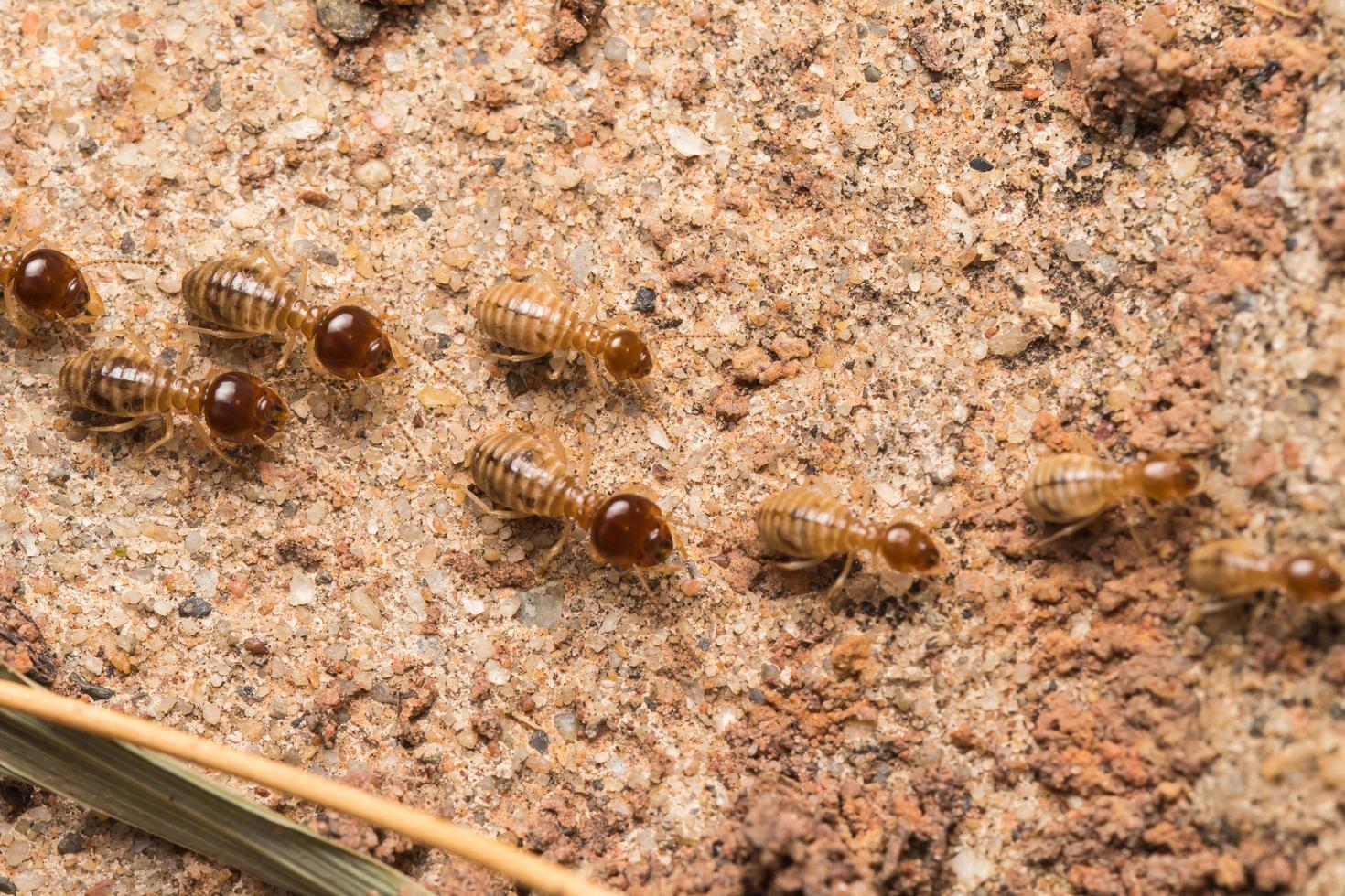 Termiten helfen beim Entladen von Holzspänen. foto
