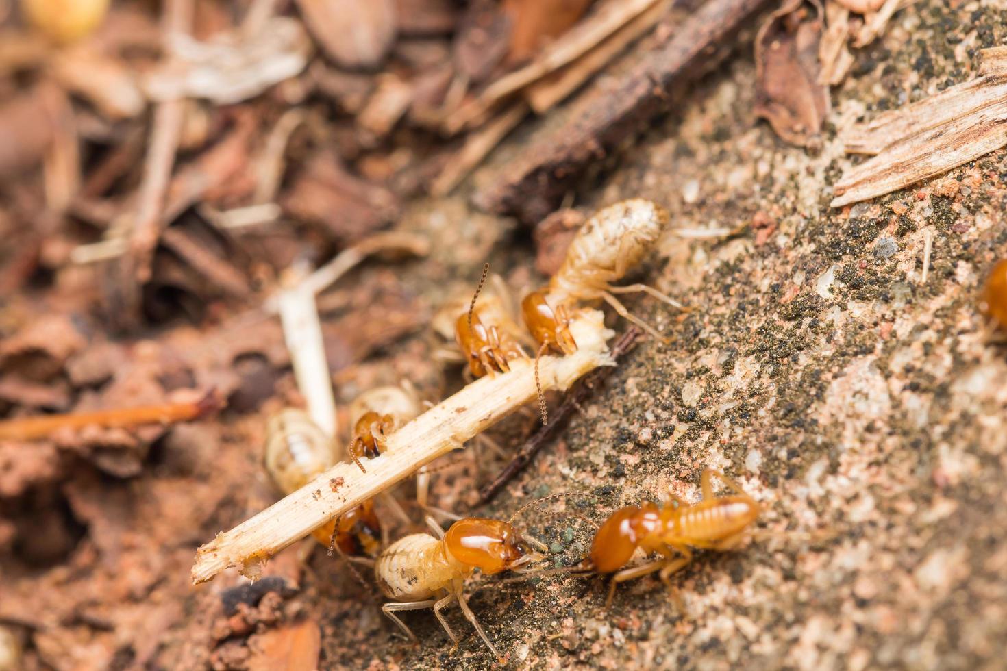 Termiten helfen beim Entladen von Holzspänen. foto