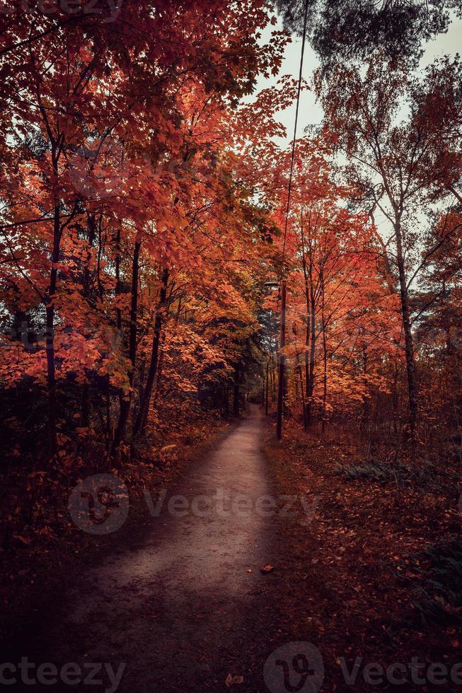 schöner herbsttag im herbst. foto