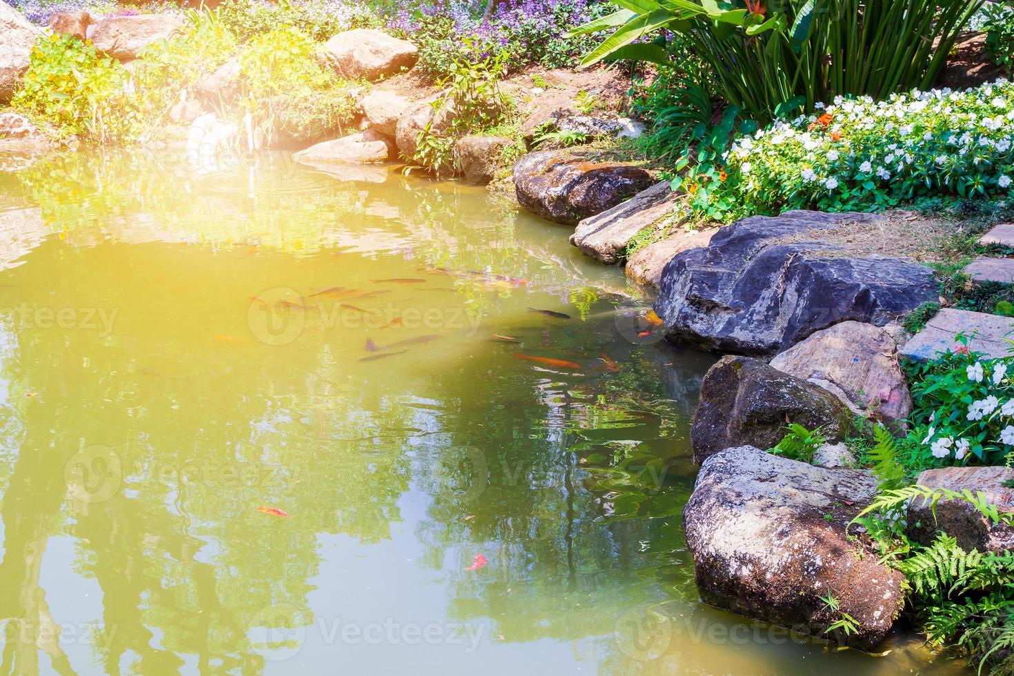 koi-fische in der dekorativen landschaftsgestaltung des gartenteichs foto