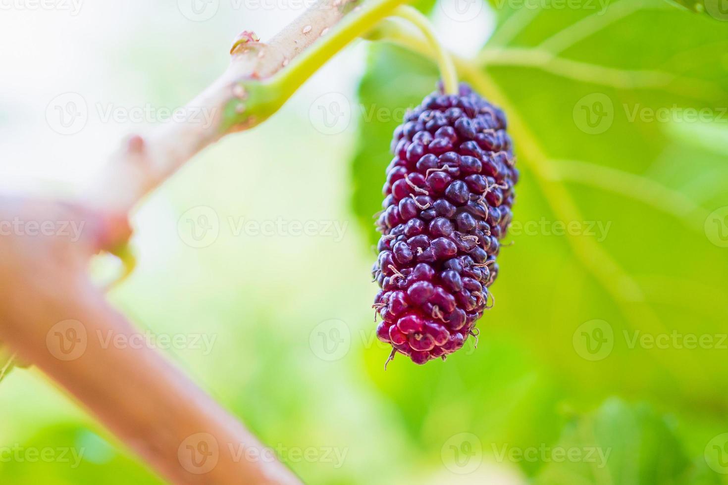 frische rote Maulbeerfrüchte auf Ast foto