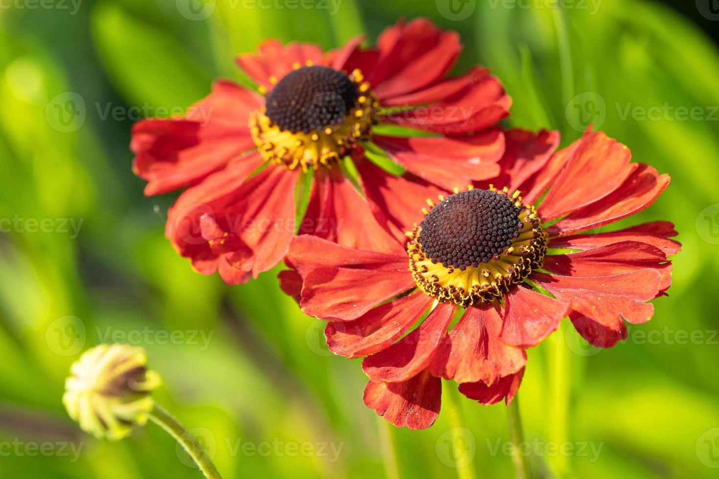 Helenenblume, Helenium foto