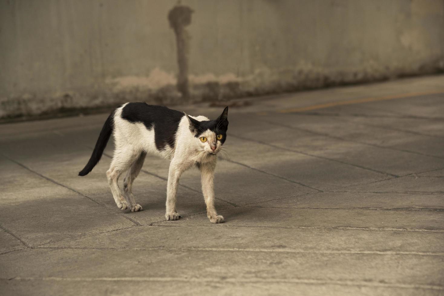 eine dünne Katze, die direkt auf den Gehweg schaut foto