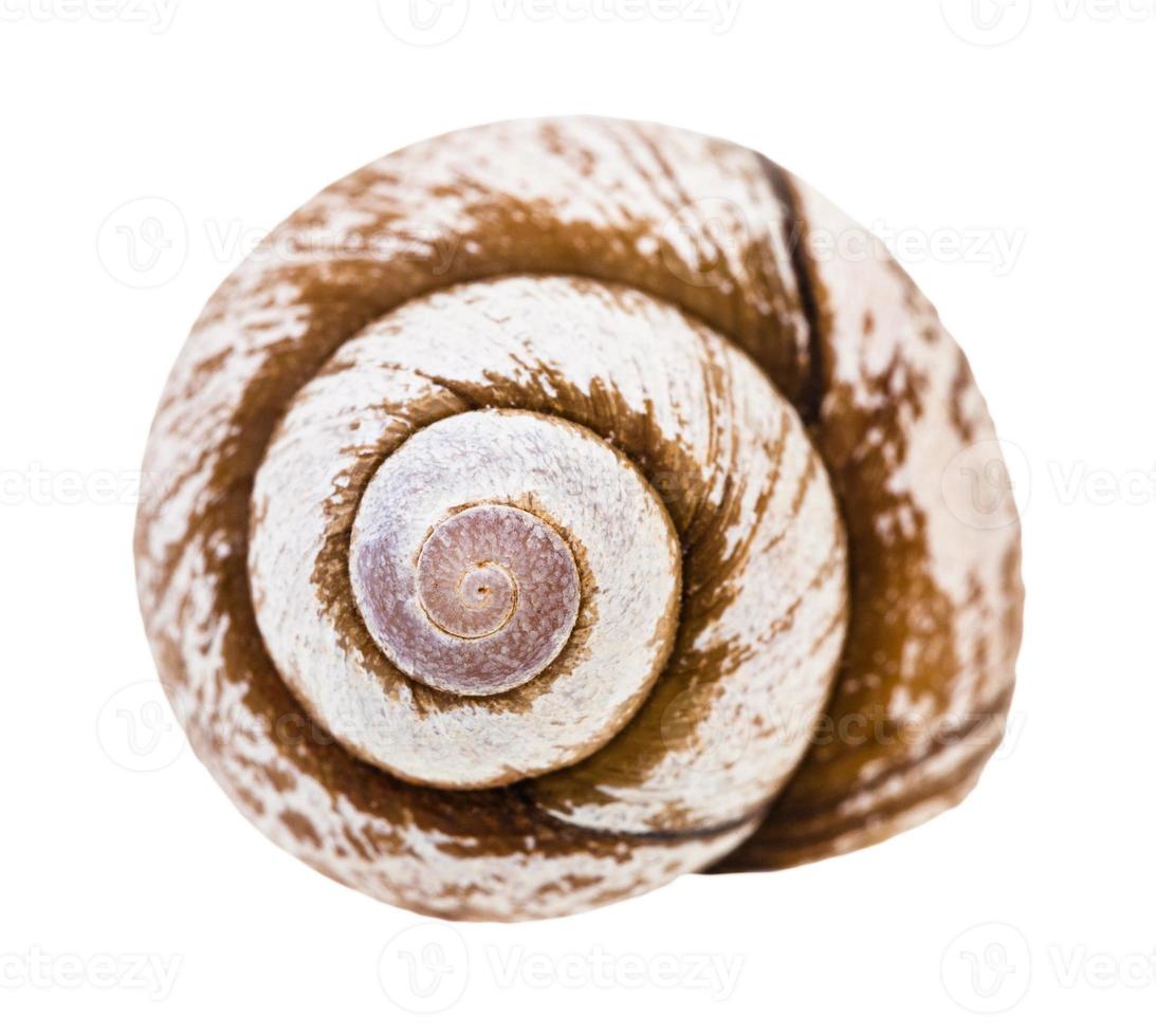 Helix-Schale der Schnecke, isoliert auf weiss foto