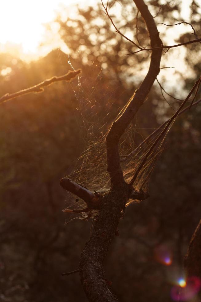 Baum mit Spinnennetz foto