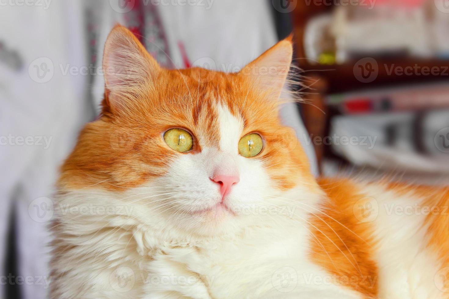 majestätische rote Katze foto