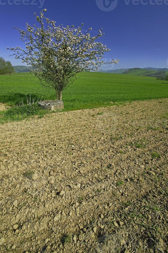 Landschaft mit Baum foto