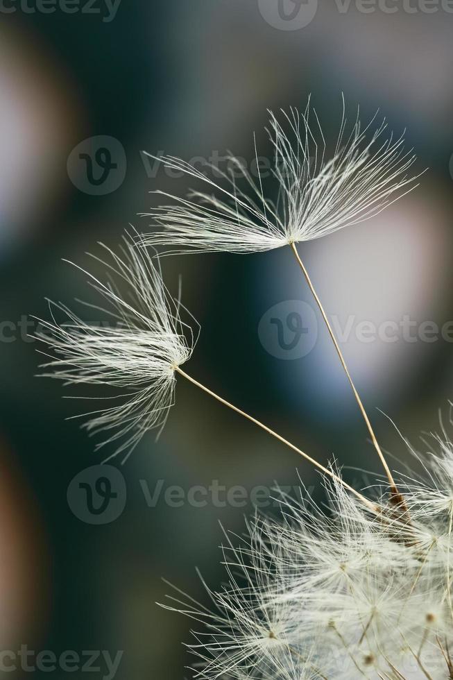 Makro-Löwenzahnsamen foto