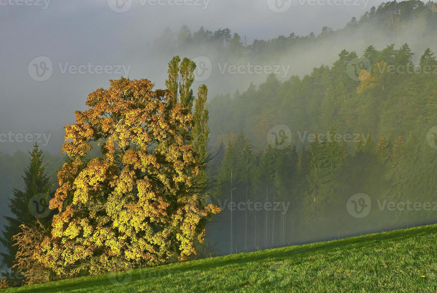 Herbstbaum im Nebel foto