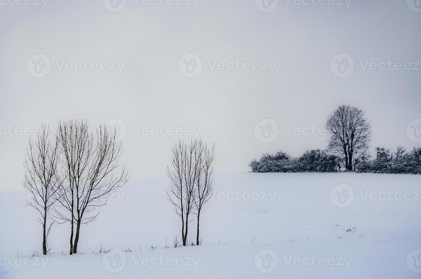 Gruppenbäume in der Landschaft foto