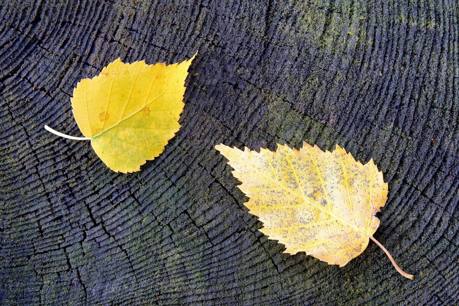 zwei Birkenblätter foto