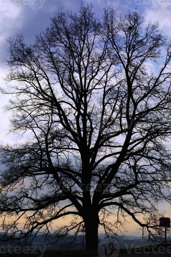 Ein kahler hoher Baum steht morgens bei Sonnenaufgang vor einem bewölkten Himmel in blauen und roten Farben foto