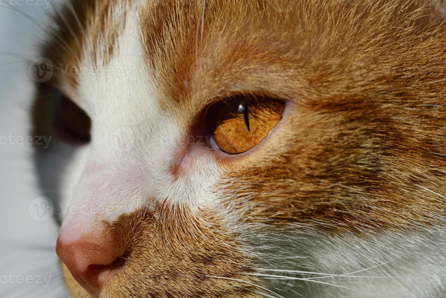 Nahaufnahme eines Katzenkopfes mit weißbraunem Fell, einer braunen Nase und einem braun leuchtenden Auge foto