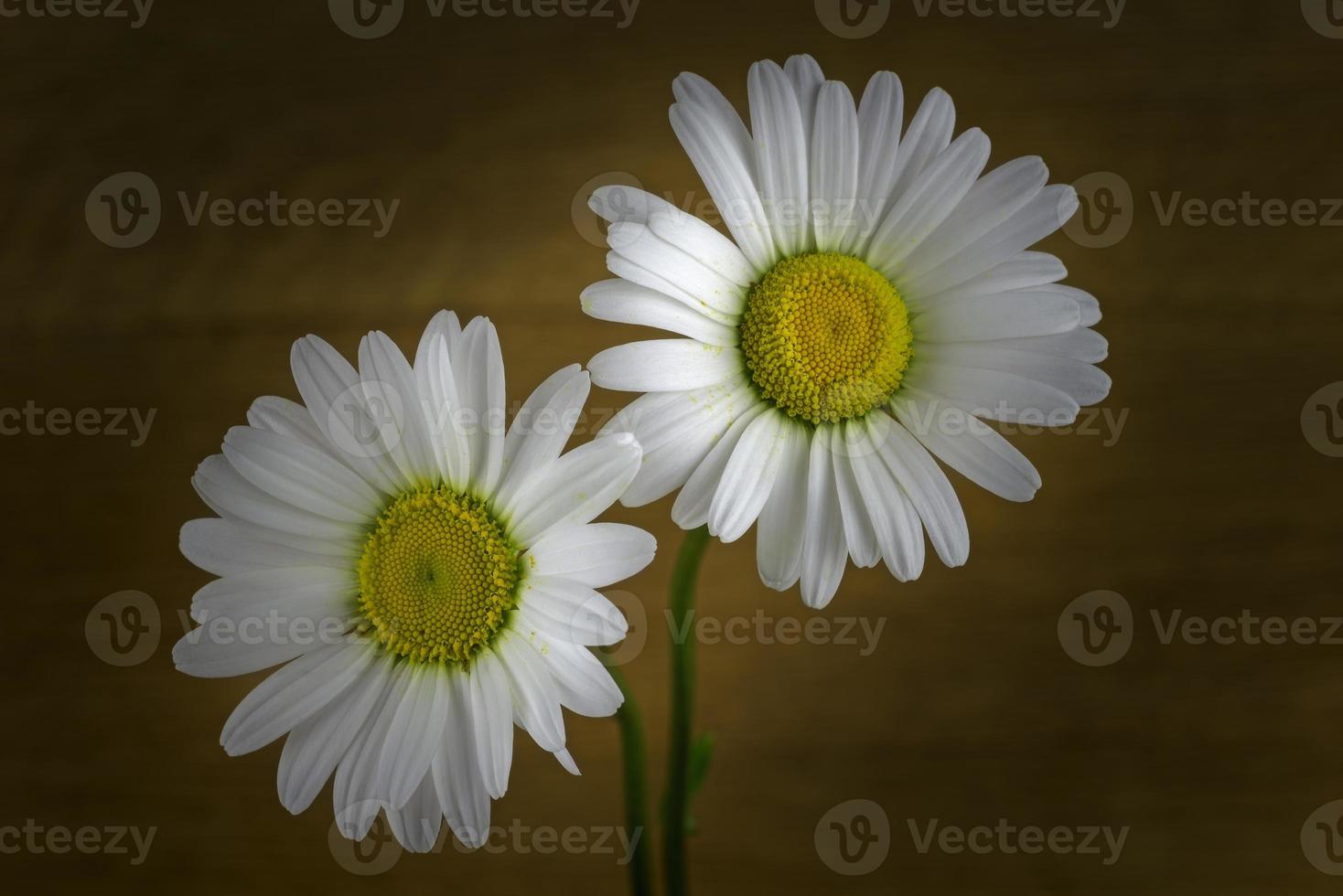 zwei Blüten von Gänseblümchen foto