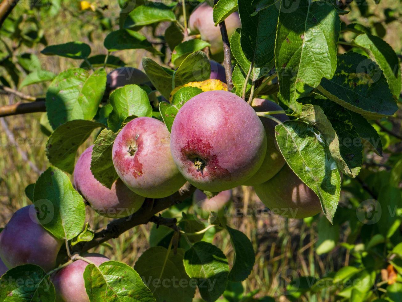 natürliche Frucht. Äpfel an den Zweigen eines Apfelbaums foto