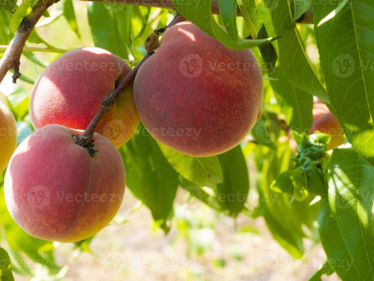 natürliche Frucht. Pfirsiche auf Pfirsichbaumzweigen foto