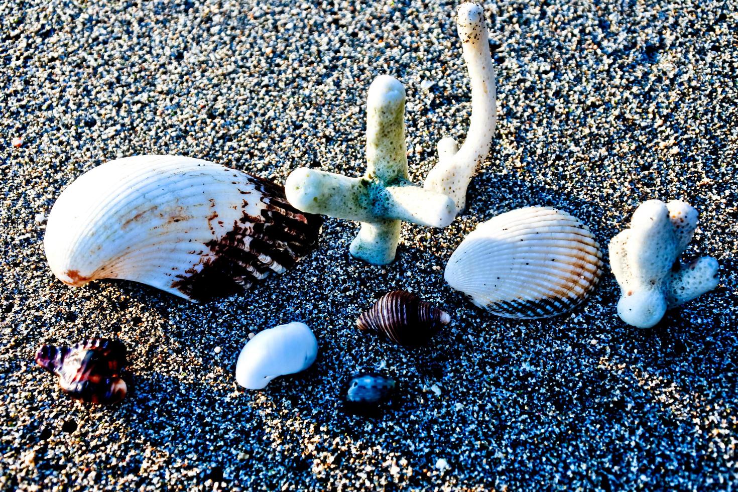 Satz Muscheln auf weißem Sandhintergrund foto