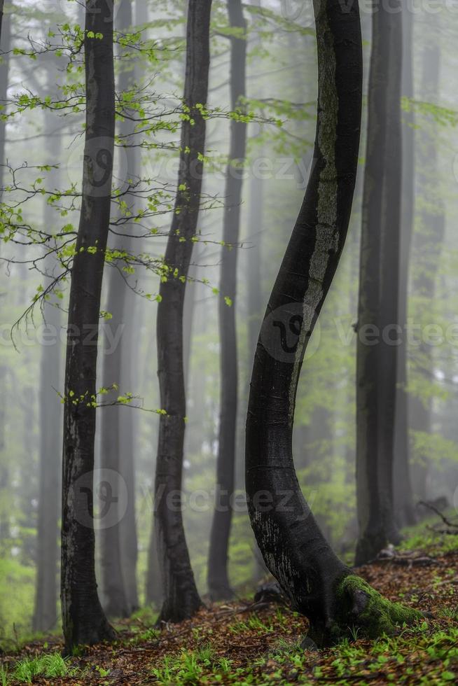 Frühlingswald im Nebel foto
