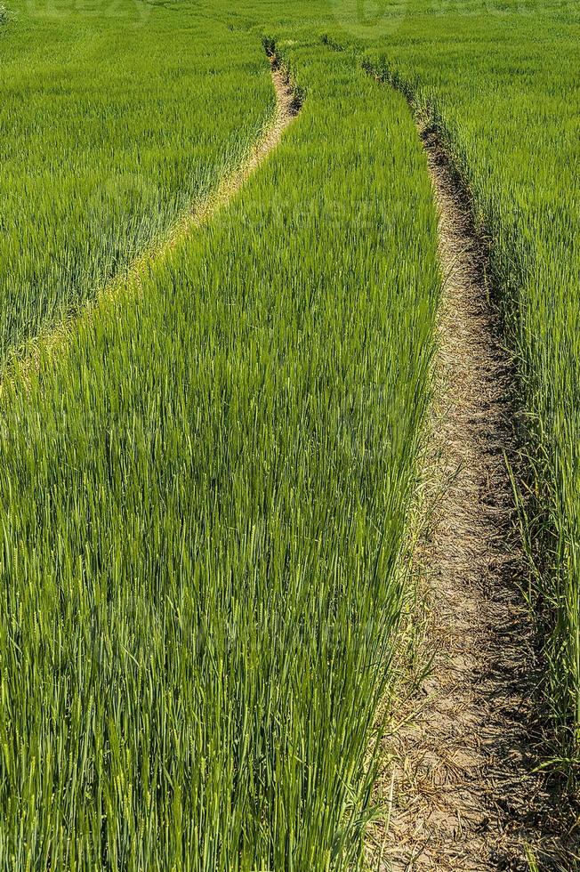 Furchen in einem Feld foto