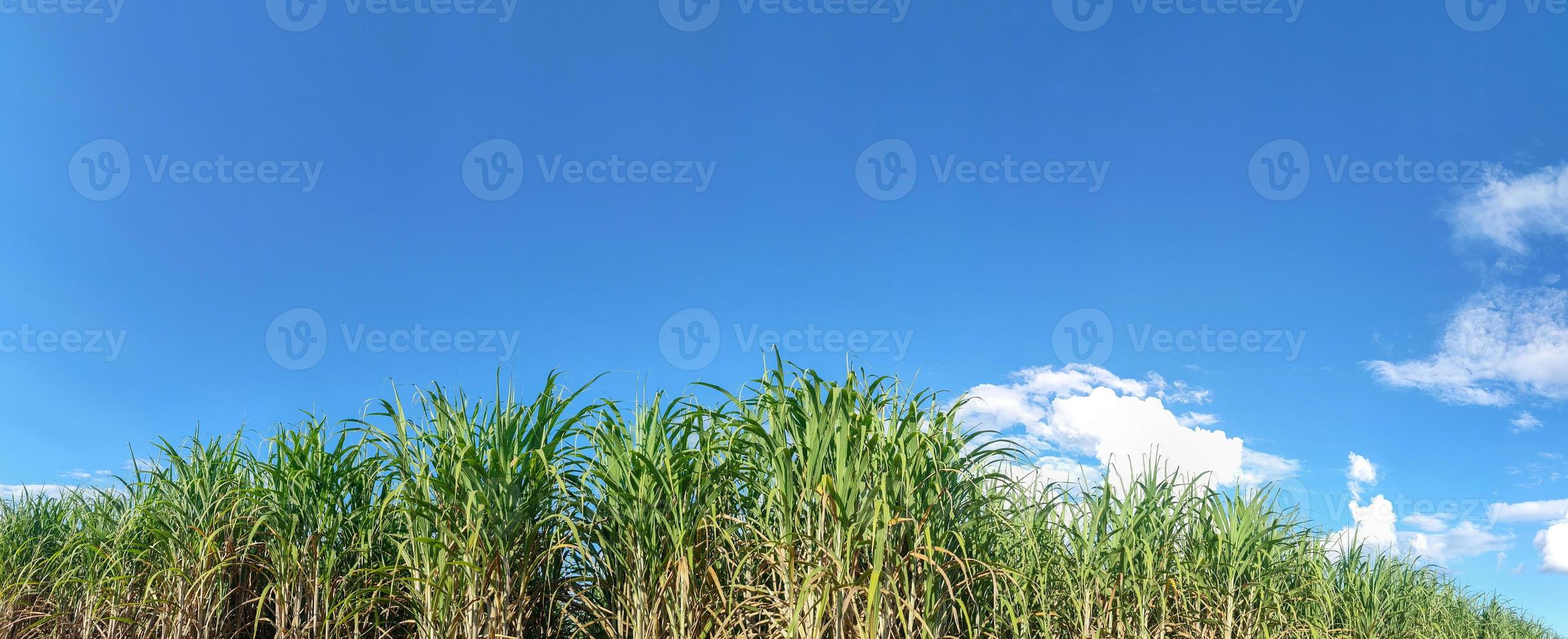 Zuckerrohrfelder und blauer Himmel foto