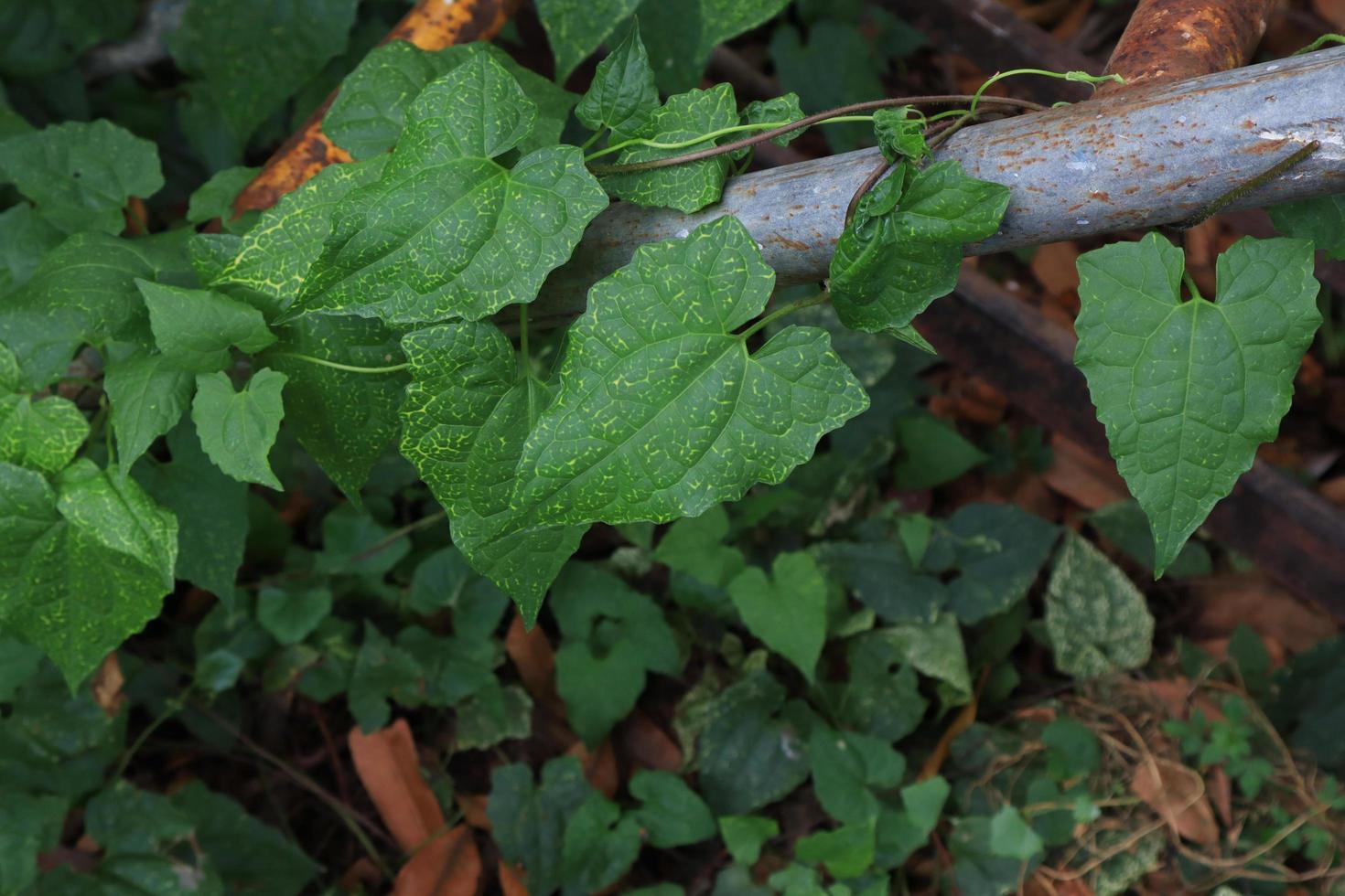 Efeukürbis oder coccinia grandis-Blatt. Schließen Sie die exotischen grünen Blätter des Efeubodenbaums im Garten mit Morgenlicht. Draufsicht grünes Blatt. foto