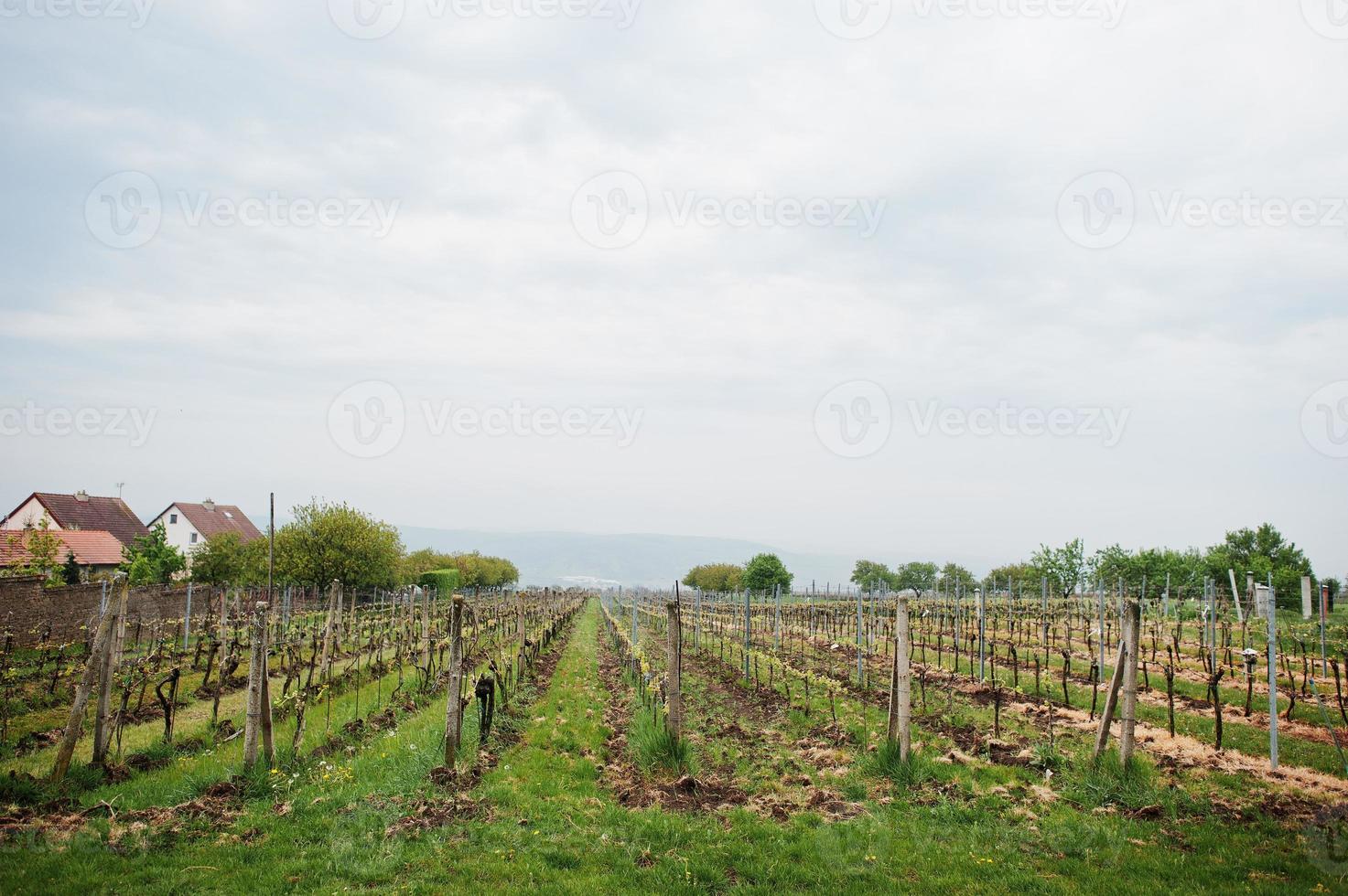 Weinfelder im Freien bei Vrbice, Tschechische Republik. foto