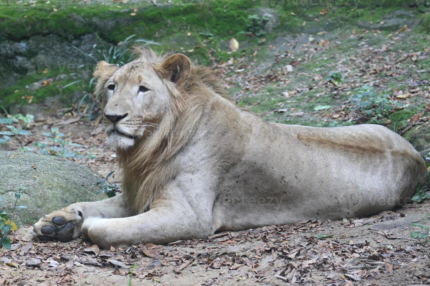 majestätischer afrikanischer Löwe foto