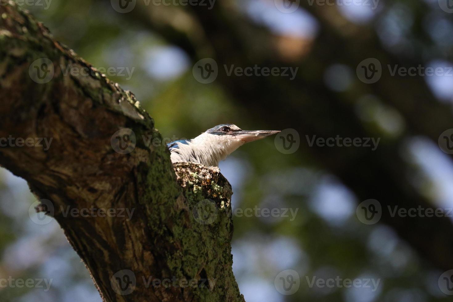 Halsbandeisvogel auf einem Bracj foto