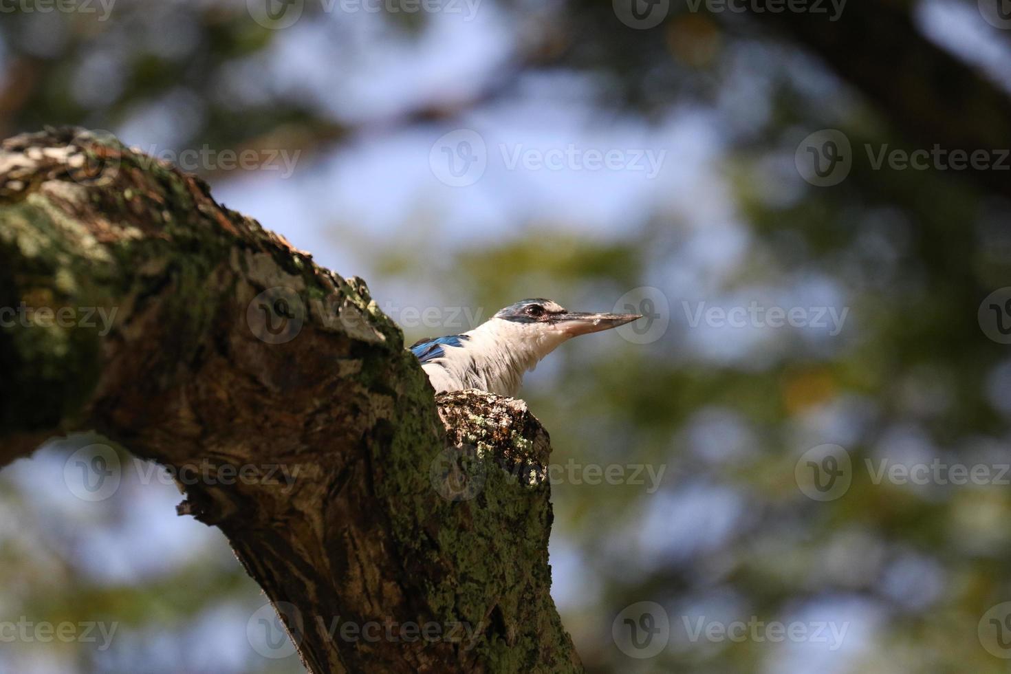 Halsbandeisvogel auf einem Bracj foto