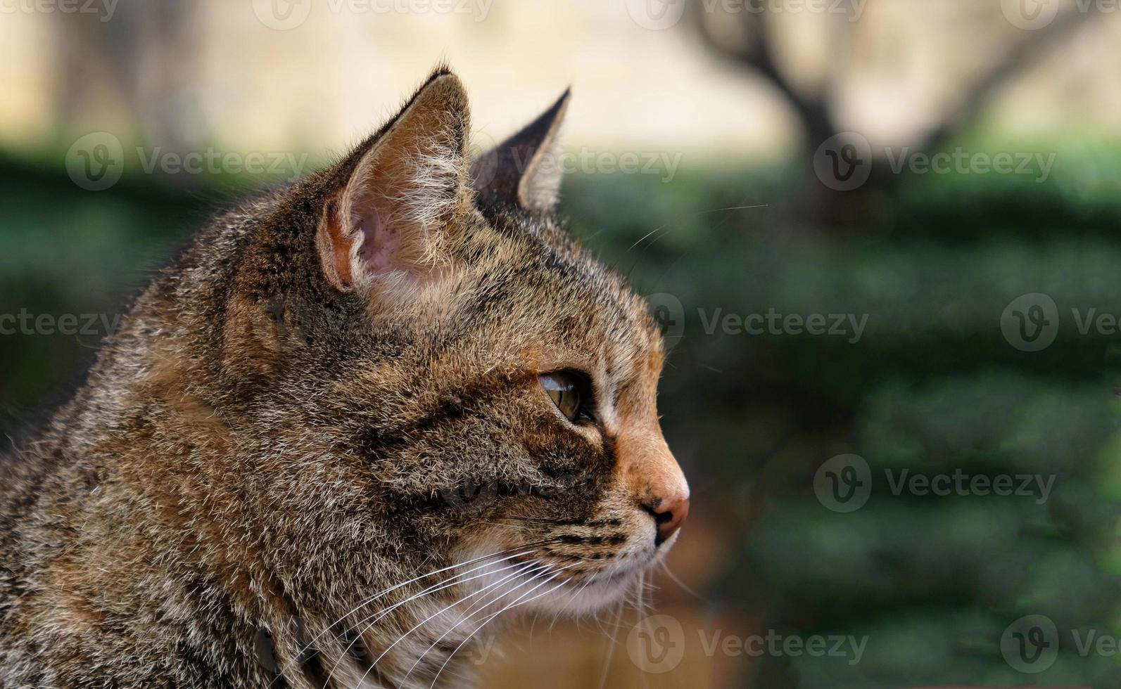 Nahaufnahmeporträt des gestreiften Katzengesichtes im Profil. die Schnauze einer gestreiften Katze mit grünen Augen, langem weißem Schnurrbart, rosa Nase. foto