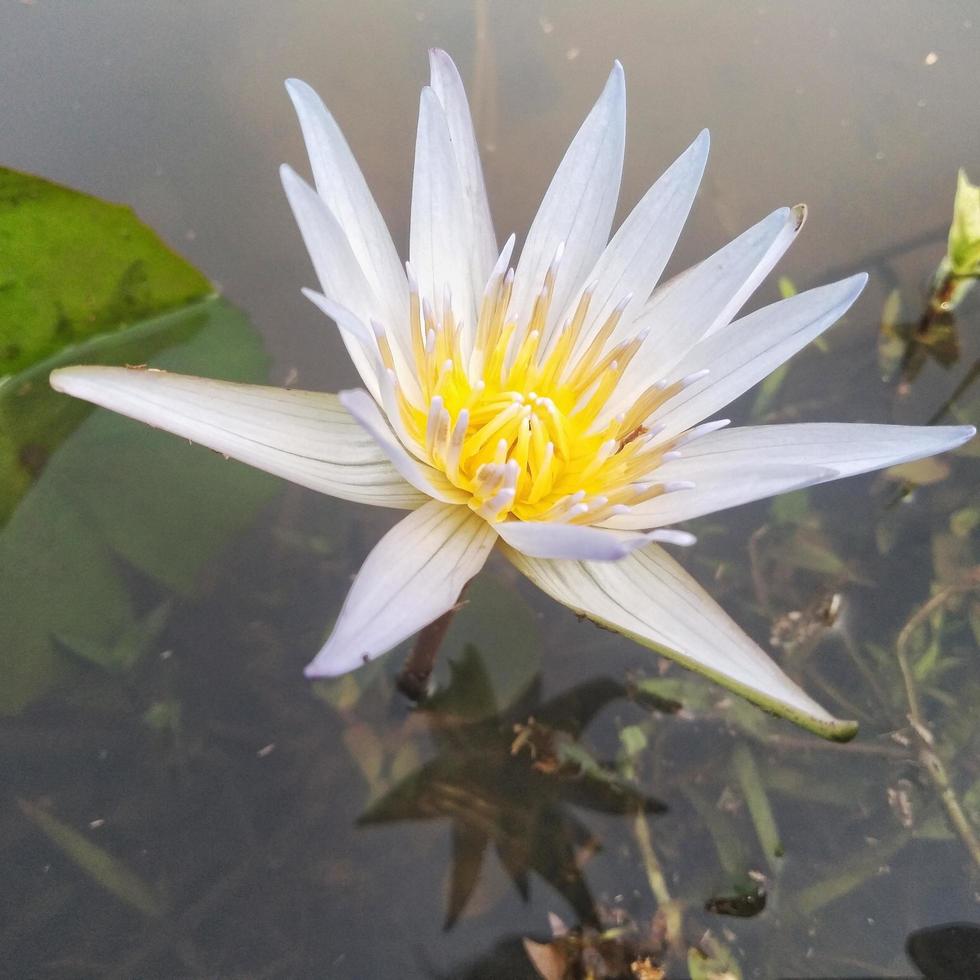 Der weiße Lotus, der auf der Wasseroberfläche wächst, schafft eine schöne Aussicht foto