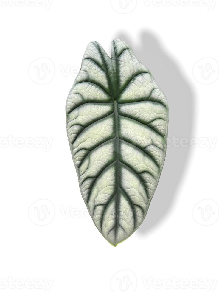 Alocasia baginda silbernes Drachenblatt auf weißem Hintergrund. foto