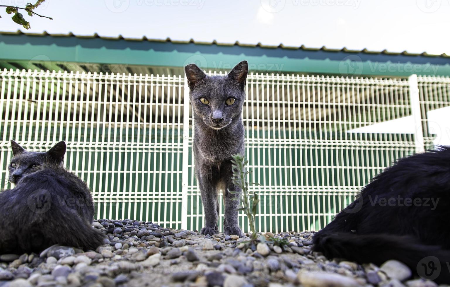 von der Straße verlassene Katzen foto