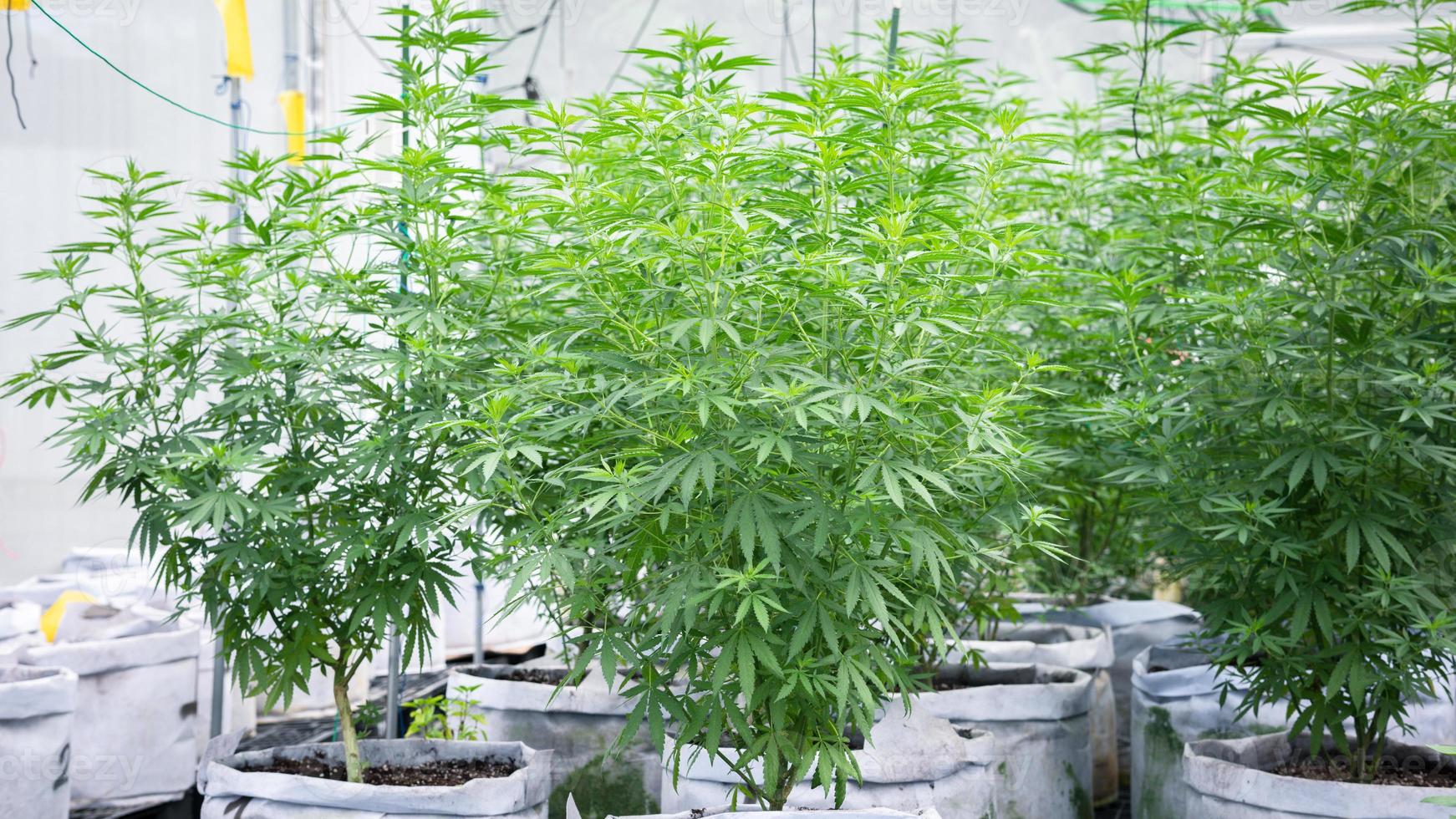 große kommerzielle Indoor-Cannabis-Anbaubetriebe mit Gewächshäusern und hochwertigen Kräuteranbaugeräten. Hanf, der für legale Freizeitzwecke angebaut wird foto