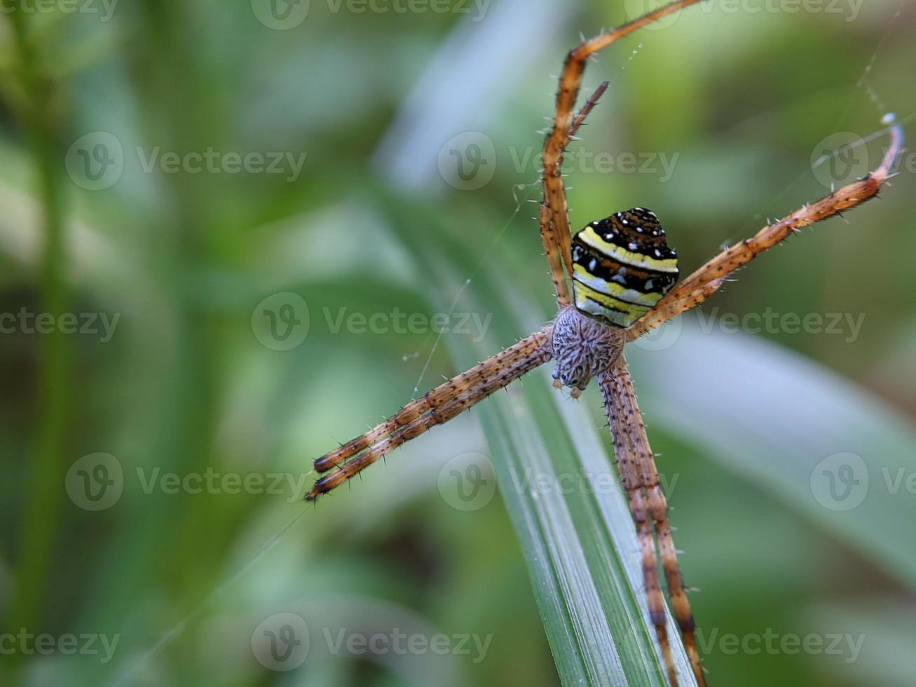 Schöne Spinne, die im Netz hängt und auf Nahrung wartet, Makronatur foto