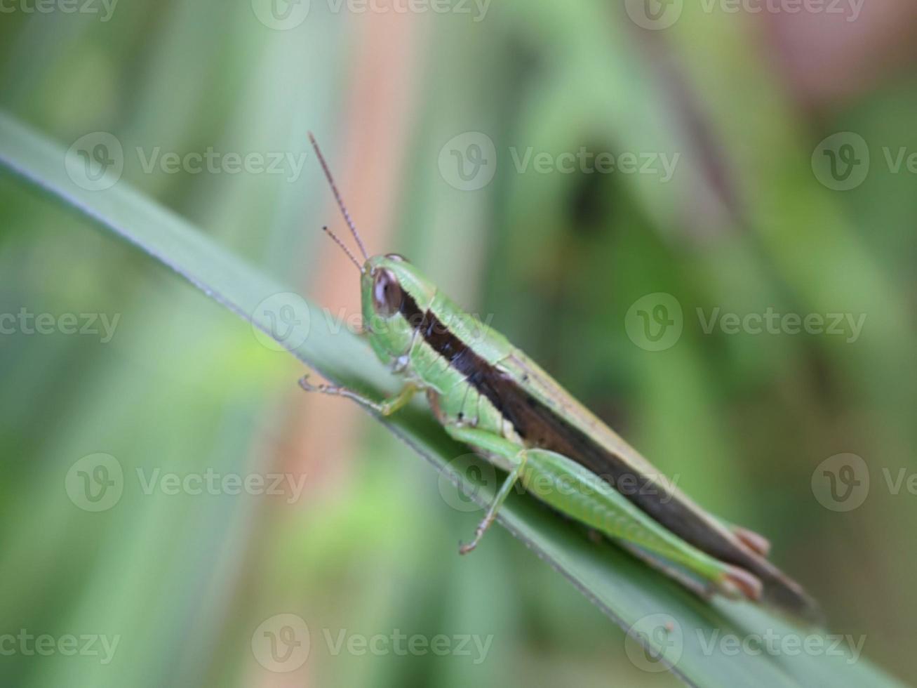 Heuschrecke auf Blatt, Makrofotografie, extreme Nahaufnahme foto