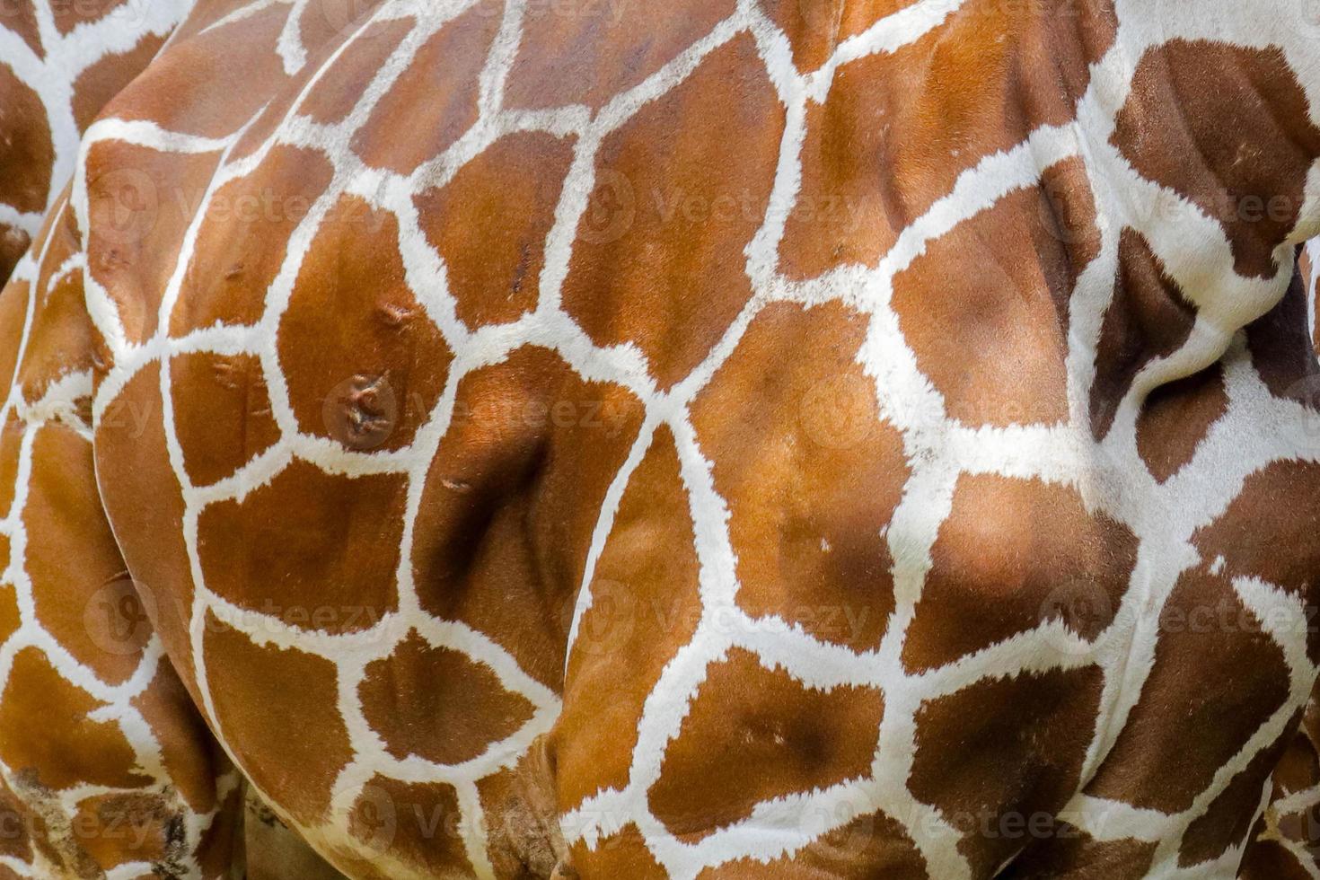 echte Giraffenhaut Muster Textur für Hintergrundbild foto