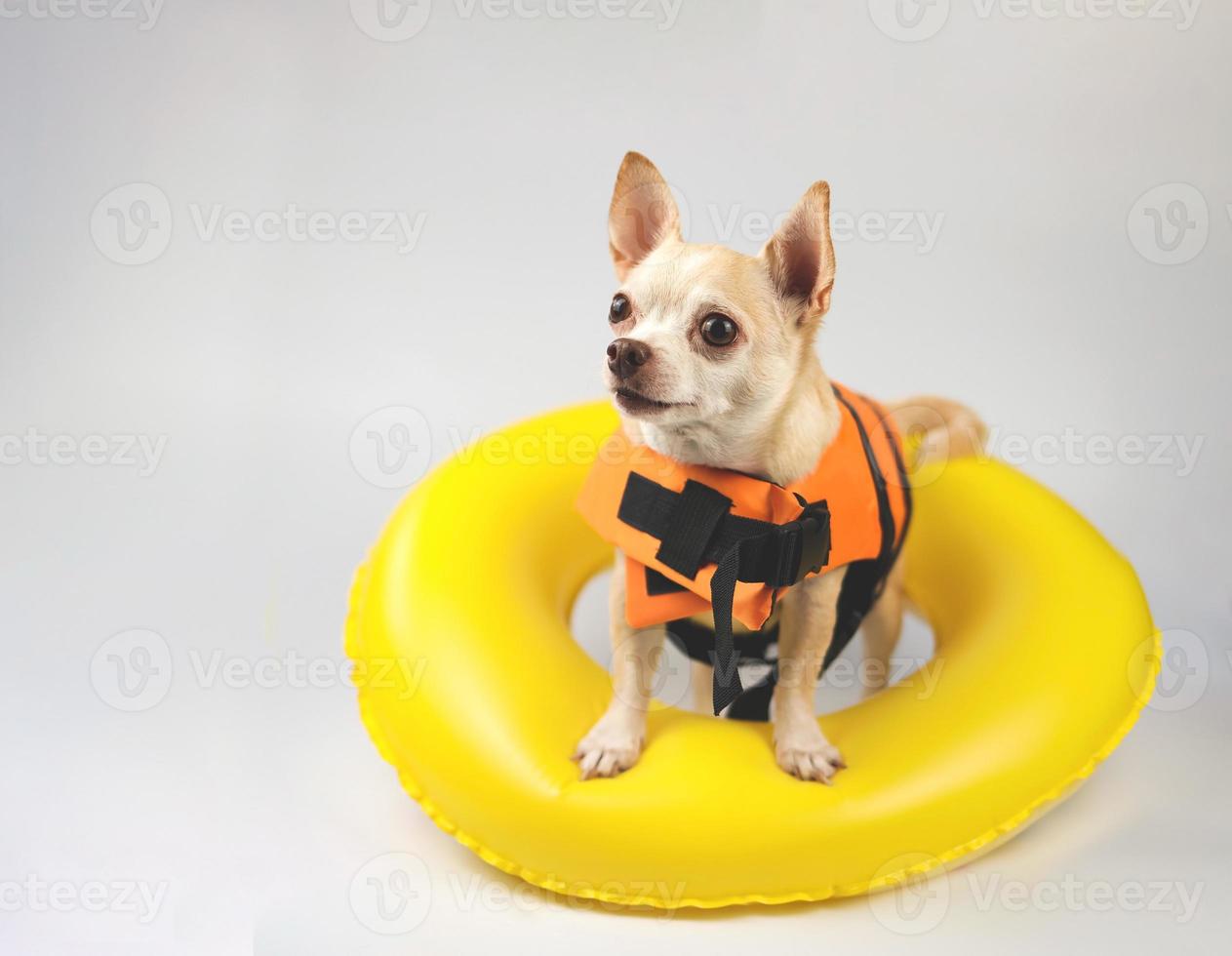 süßer brauner Kurzhaar-Chihuahua-Hund mit orangefarbener Schwimmweste oder Schwimmweste, der im gelben Schwimmring steht und den Kopierraum betrachtet, isoliert auf weißem Hintergrund. foto