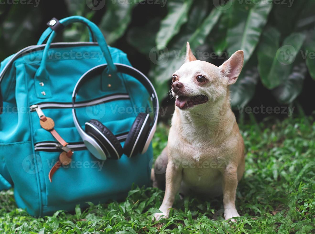 Süßer brauner Kurzhaar-Chihuahua-Hund sitzt auf grünem Gras im Garten mit Reisezubehör, Rucksack und Kopfhörern. Reisen mit Tierkonzept. foto