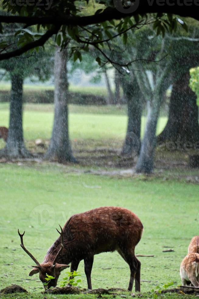 Männliche Hirsche, die an einem regnerischen Tag in Nara grasen foto