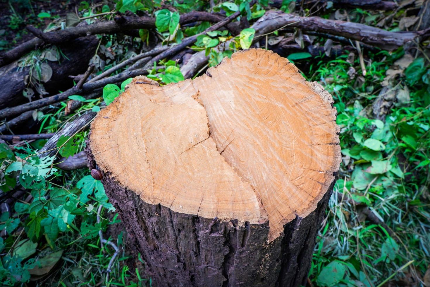 Stumpf geschnittenes Baumstammholz im Wald foto