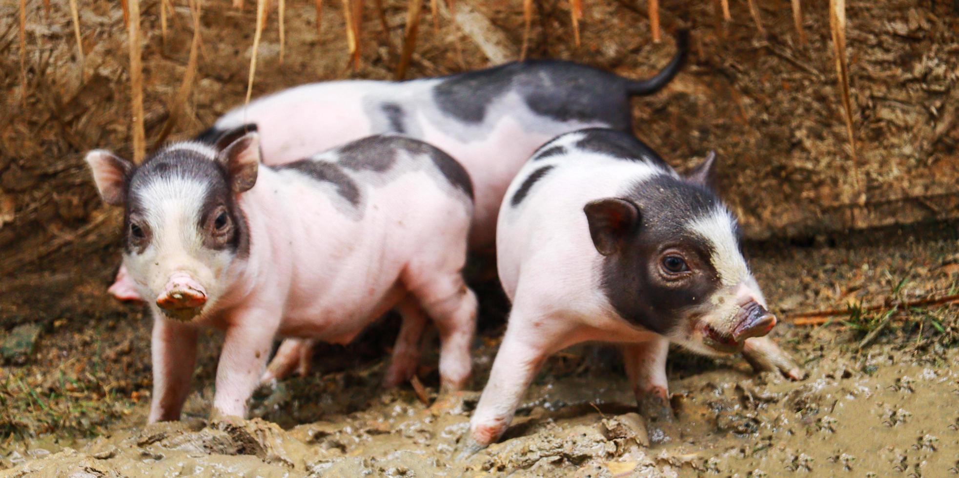 Drei kleine Schweinchen, die auf dem Bauernhof spazieren gehen. foto