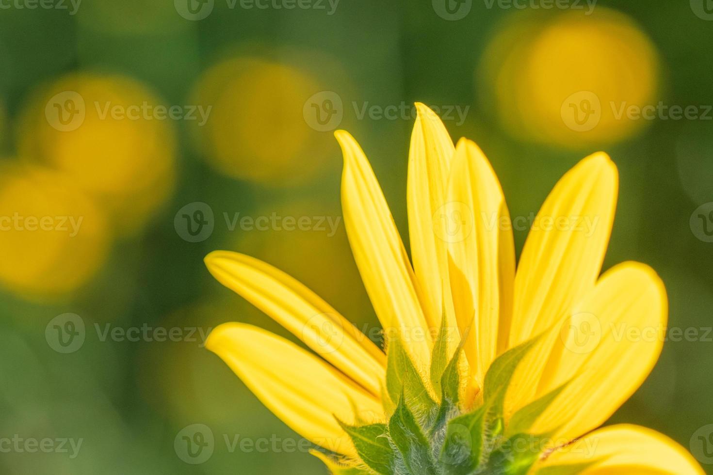 eine leuchtend gelbe Sonnenblume vor einem gelben und grünen Bokeh-Hintergrund. foto