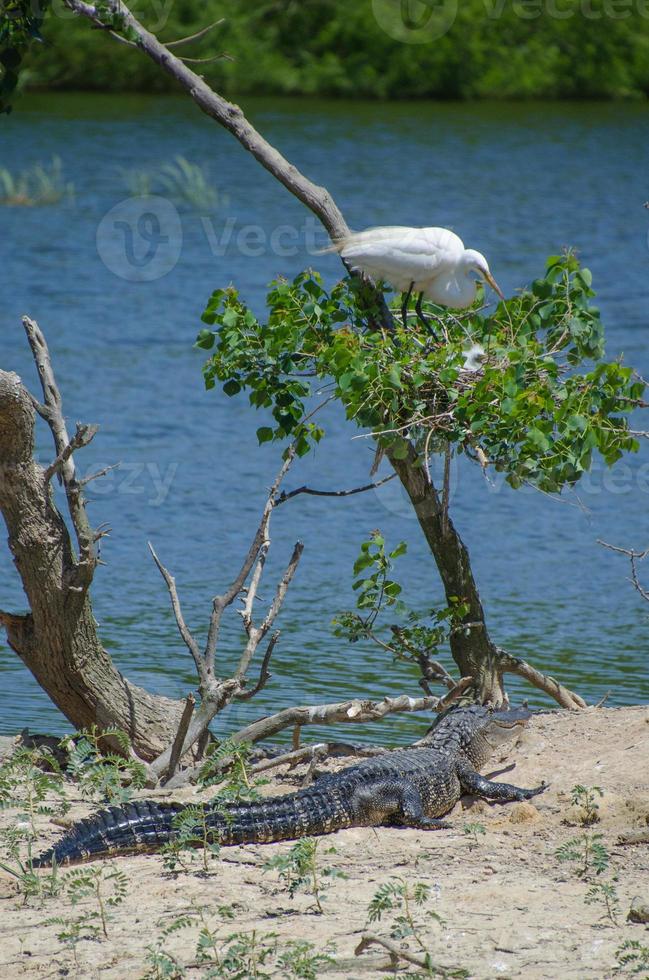 ein Silberreiher-Elternteil, der sich um sein Küken kümmert, während ein wartender Alligator Wache hält. foto