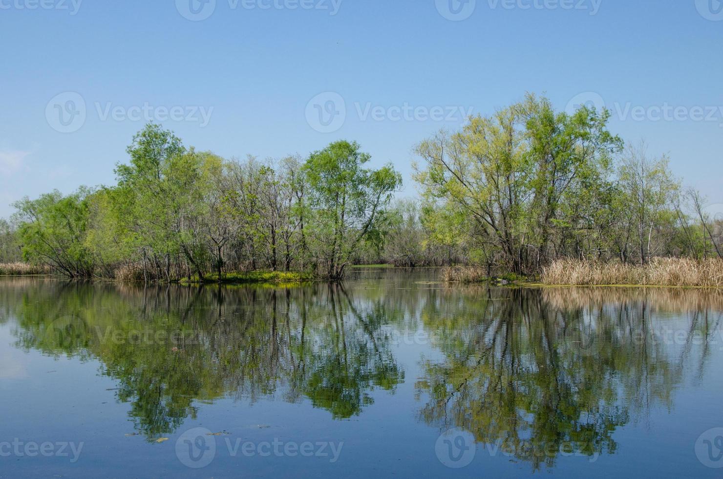 Bäume sprießen neue Blätter auf kleinen Inseln, die über ein großes Feuchtgebiet verstreut sind, während sich der blaue Himmel eines klaren Frühlingstags auf stillem Wasser spiegelt. foto